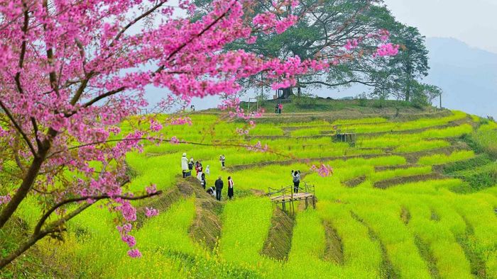Ảnh đẹp Hòa Bình với ruộng bậc thang vào mùa thu hoạch