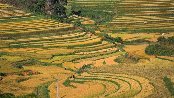 Ảnh đẹp Hòa Bình với sắc vàng rực rỡ của mùa lúa chín