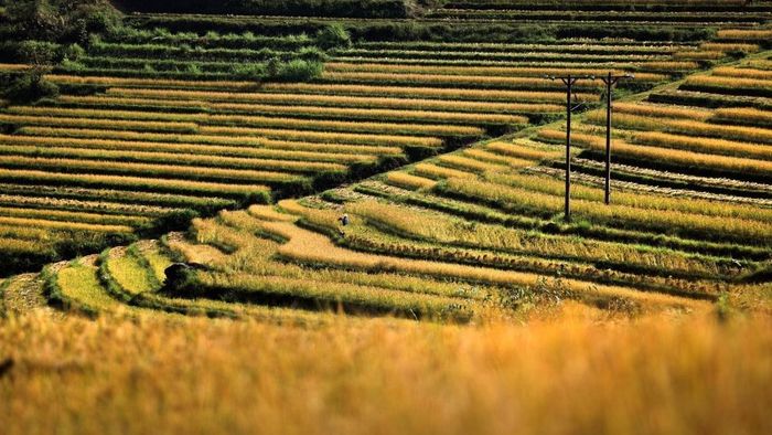 Ảnh đẹp Hòa Bình với cảnh lao động nhộn nhịp trên ruộng lúa