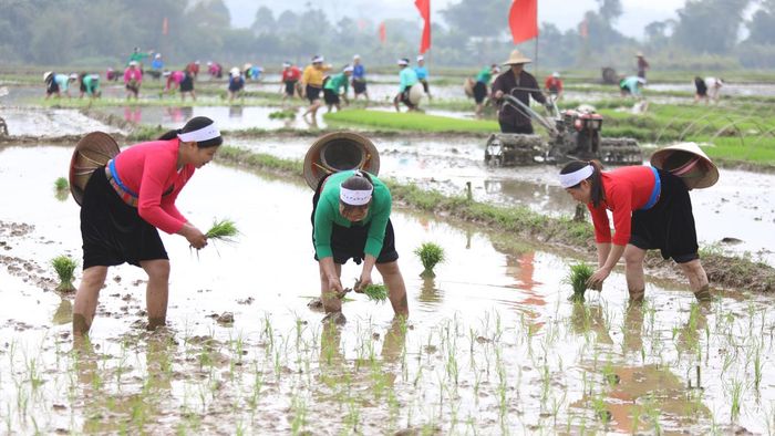 Ảnh đẹp Hòa Bình với người lao động chăm chỉ trên ruộng bậc thang