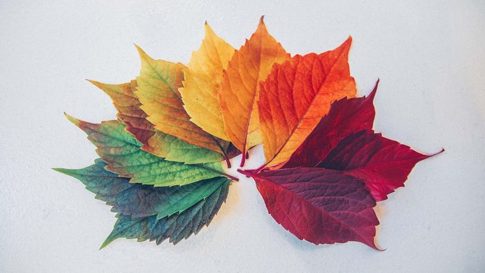 Vẽ tranh từ lá cây với sự tinh tế và độc đáo