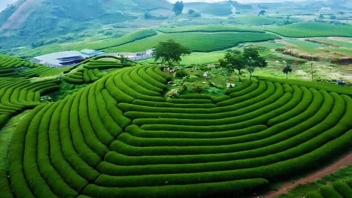 Mộc Châu, Sơn La là một trong những danh lam thắng cảnh nổi tiếng của Việt Nam, nơi chứa đựng vẻ đẹp thiên nhiên hoang sơ và những giá trị văn hóa đặc sắc.