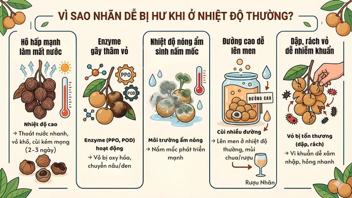 cách bảo quản nhãn trong tủ lạnh