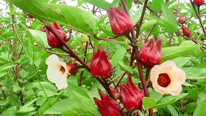 Hướng dẫn làm mứt atiso đỏ