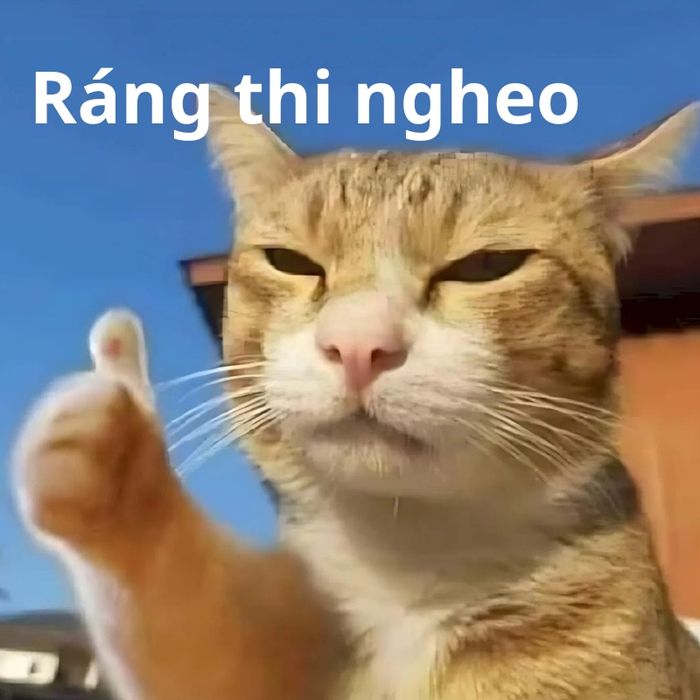 Tuyển tập hình mèo chế động viên thi cử