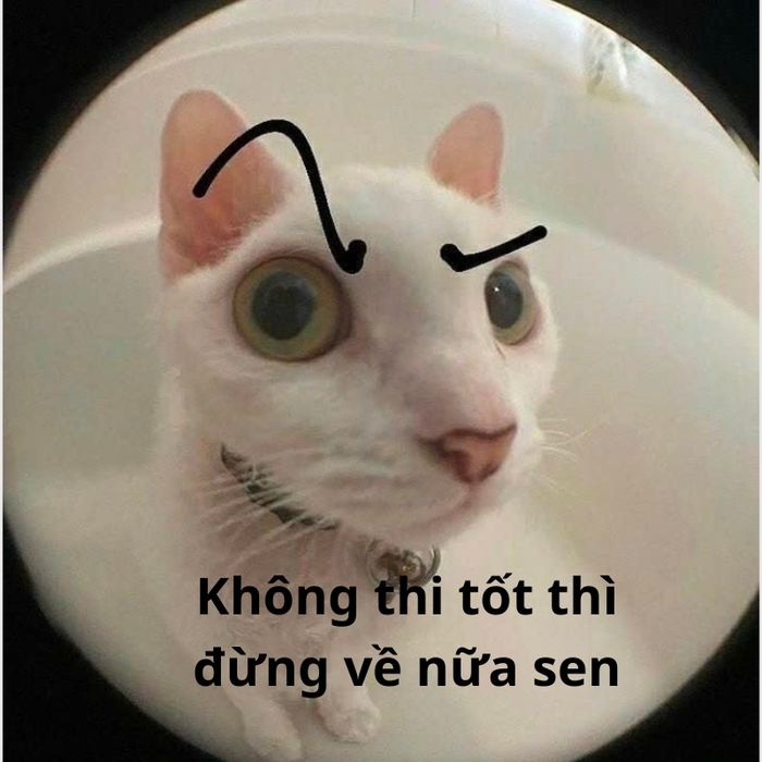 Những hình ảnh mèo đáng yêu nhất mùa thi