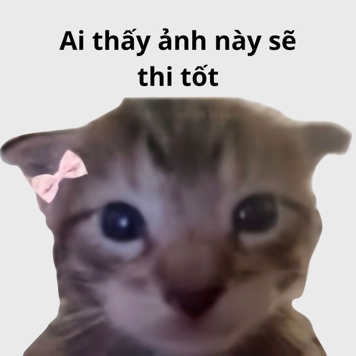 Bộ sưu tập hình mèo dễ thương động viên sĩ tử