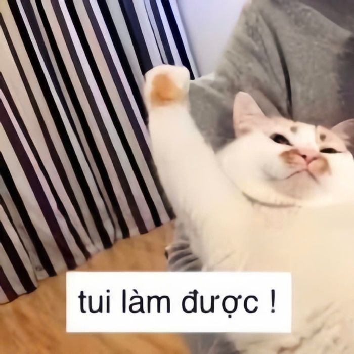 Những tấm ảnh mèo ngộ nghĩnh cổ vũ thi cử