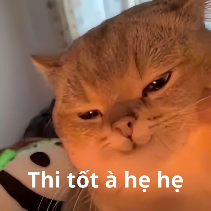 Hình ảnh mèo đáng yêu chúc may mắn mùa thi
