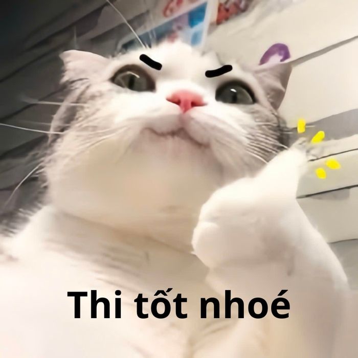 Những hình ảnh mèo đáng yêu động viên mùa thi