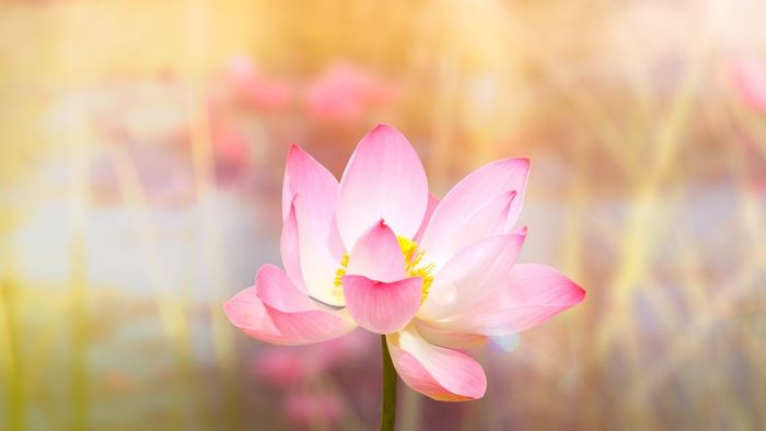 Hình nền ý nghĩa cho Vu Lan báo hiếu