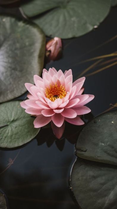 Hình nền Vu Lan báo hiếu