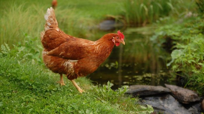 Quà Tết quê: Gà ta thả vườn