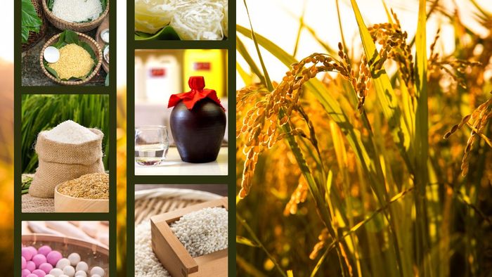Quà Tết quê: Nếp cái hoa vàng
