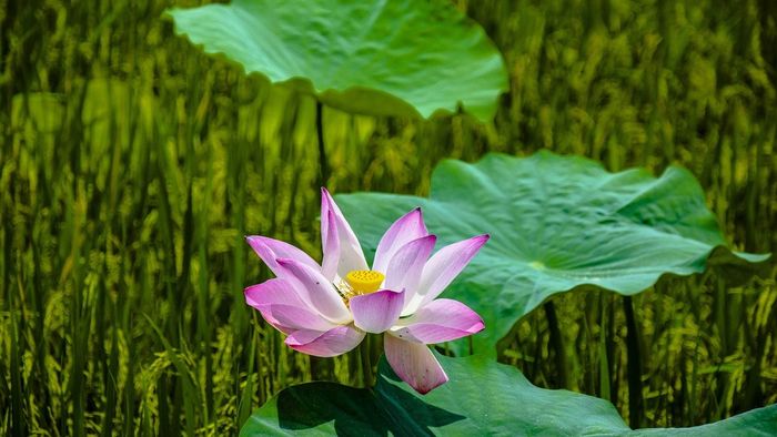Khám phá một số thông tin chi tiết về Đồng Tháp.