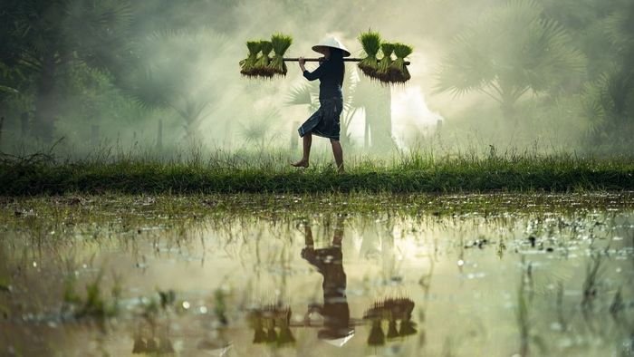 Hình ảnh người lao động chân chất và đầy nghị lực của An Giang