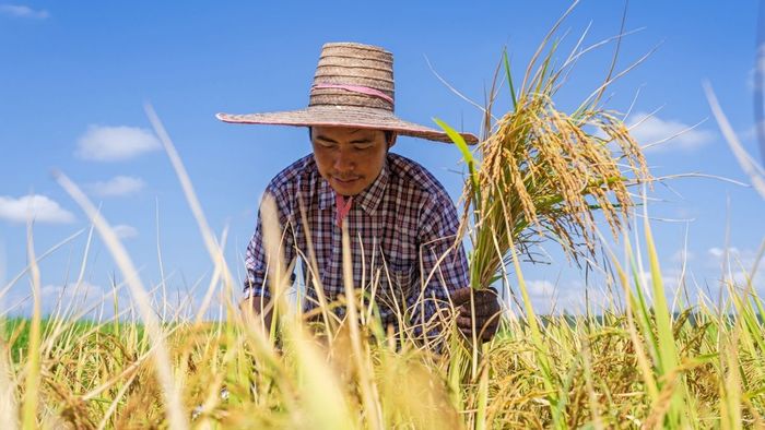 Khoảnh khắc lao động đẹp của người dân An Giang