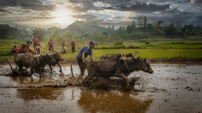 Hình ảnh người lao động chăm chỉ và mộc mạc của An Giang