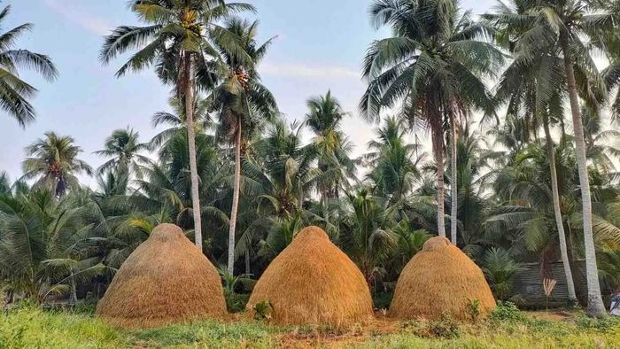 Những hình ảnh đẹp về quê hương Bến Tre