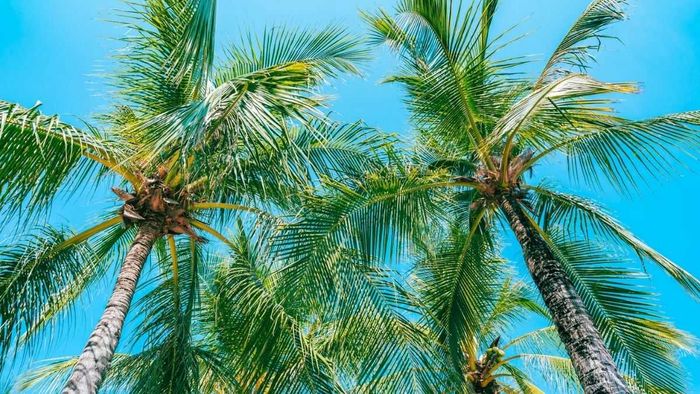 Hình ảnh tuyệt đẹp về cây dừa Bến Tre