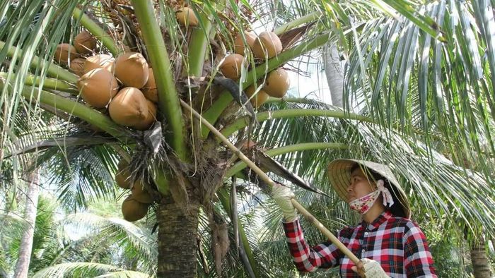 Bộ sưu tập ảnh đẹp về cây dừa Bến Tre