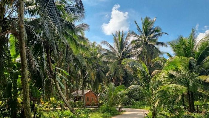 Những bức ảnh đẹp về cây dừa Bến Tre