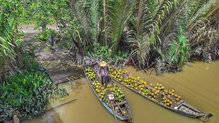 Hình ảnh tuyệt đẹp về cây dừa Bến Tre