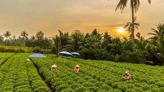 Tìm hiểu đôi nét về vùng đất Bến Tre