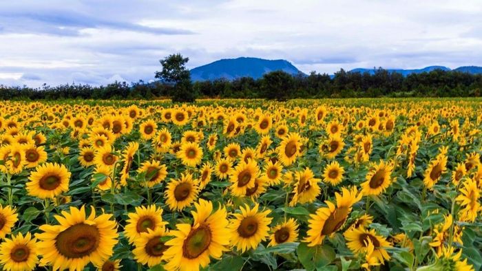 Các điểm đến lý tưởng để chụp ảnh đẹp ở Hải Dương