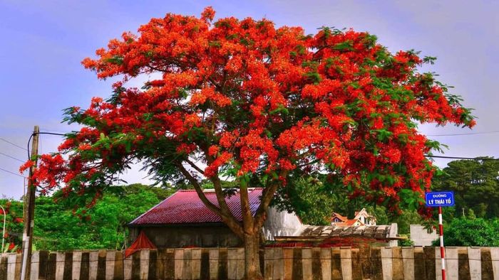 Những bức ảnh hoa phượng đỏ tươi thắm khoe sắc giữa lòng Hải Phòng