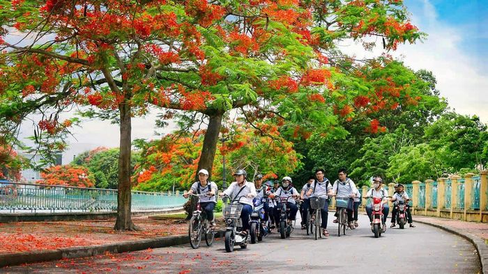 Hình ảnh hoa phượng đỏ rực rỡ ở Hải Phòng, mang lại vẻ đẹp đặc trưng của thành phố