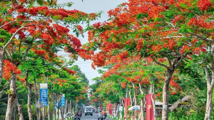 Hoa phượng đỏ khoe sắc giữa Hải Phòng, làm sáng bừng lên mọi con phố, mang lại sự tươi mới cho thành phố