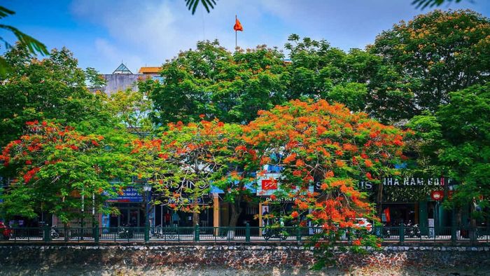 Những bức ảnh về hoa phượng đỏ ở Hải Phòng luôn là những khoảnh khắc không thể bỏ lỡ, ghi dấu những vẻ đẹp đặc trưng của thành phố