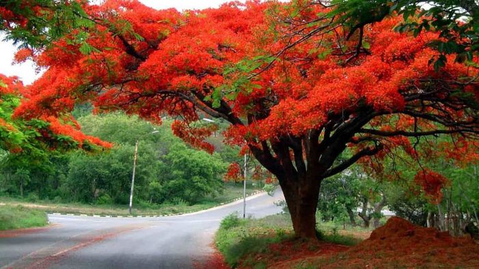 Hải Phòng đẹp đến ngỡ ngàng qua những tấm ảnh, nơi vẻ đẹp bình dị và hùng vĩ hòa quyện vào nhau