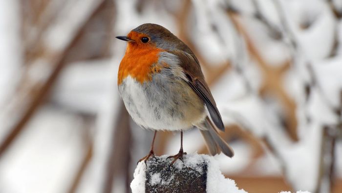 Những hình ảnh đẹp tháng 12