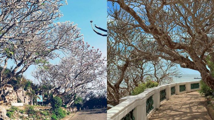 Vẻ đẹp thiên nhiên hùng vĩ của Vũng Tàu