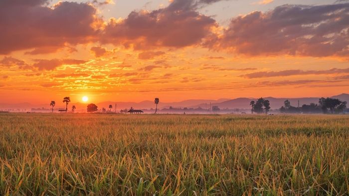 Những khoảnh khắc bình minh đẹp nhất trên cánh đồng