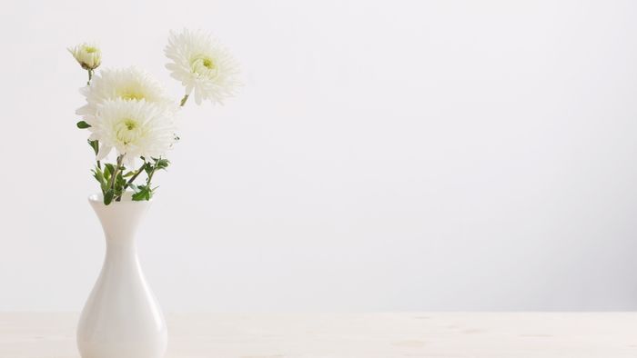 Hình ảnh hoa cúc trắng thanh khiết