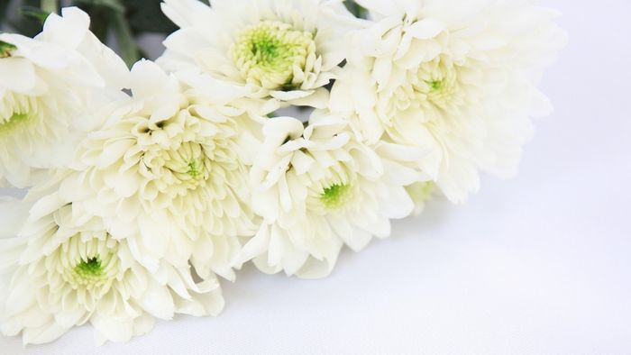 Hình ảnh hoa cúc trắng thật đẹp và thanh khiết