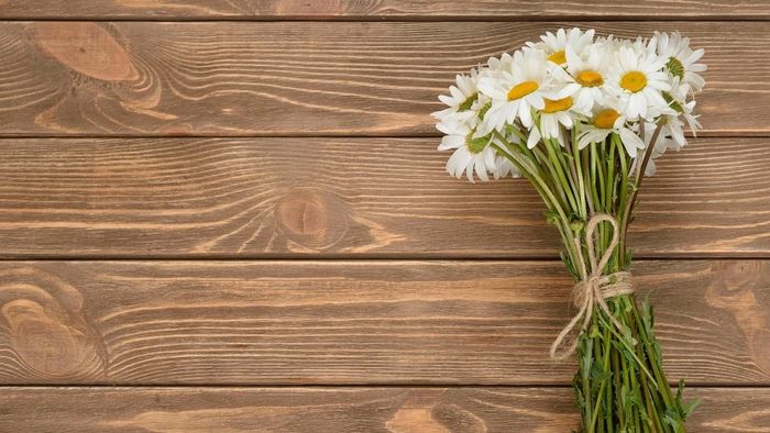 Ảnh hoa cúc họa mi tuyệt vời, mang vẻ đẹp thanh thoát