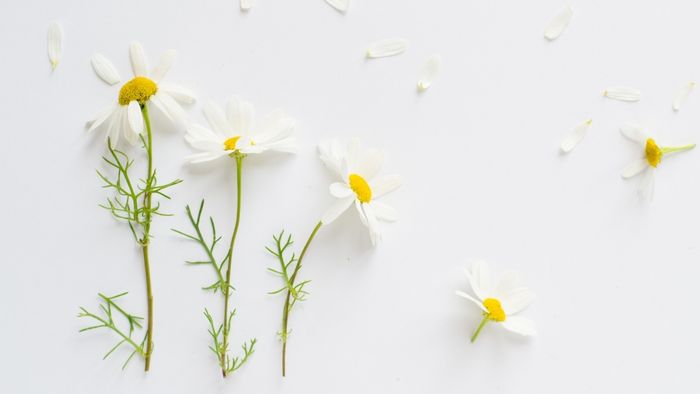 Hình ảnh hoa cúc họa mi đẹp, dịu dàng