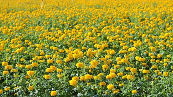 Hình ảnh hoa cúc vạn thọ rực rỡ