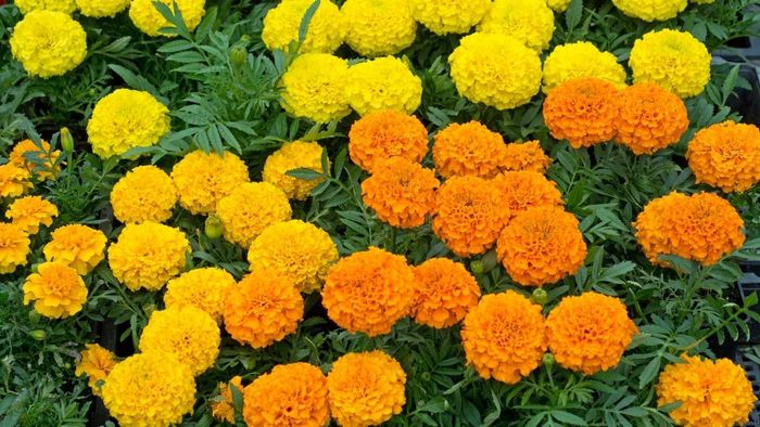 Bức ảnh hoa cúc vạn thọ tươi đẹp