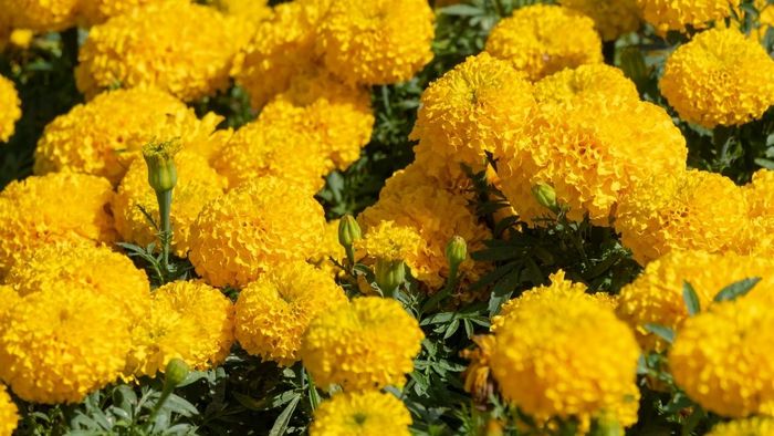 Những bức ảnh hoa cúc vạn thọ tuyệt vời