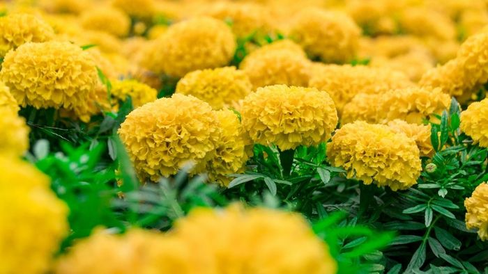 Hình ảnh hoa cúc vạn thọ đẹp nhất rực rỡ