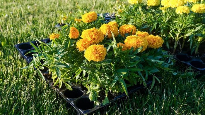 Bức ảnh hoa cúc vạn thọ tuyệt vời nhất