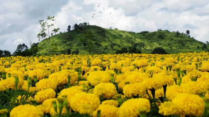 Hình ảnh hoa cúc vạn thọ vàng sáng ngời