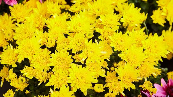 Bức ảnh hoa cúc vàng rực rỡ