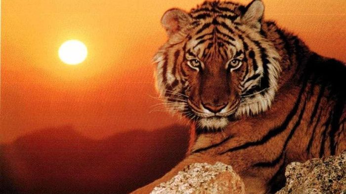 Tính cách của nam sinh năm 1974