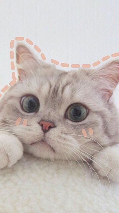 Hình nền điện thoại dễ thương